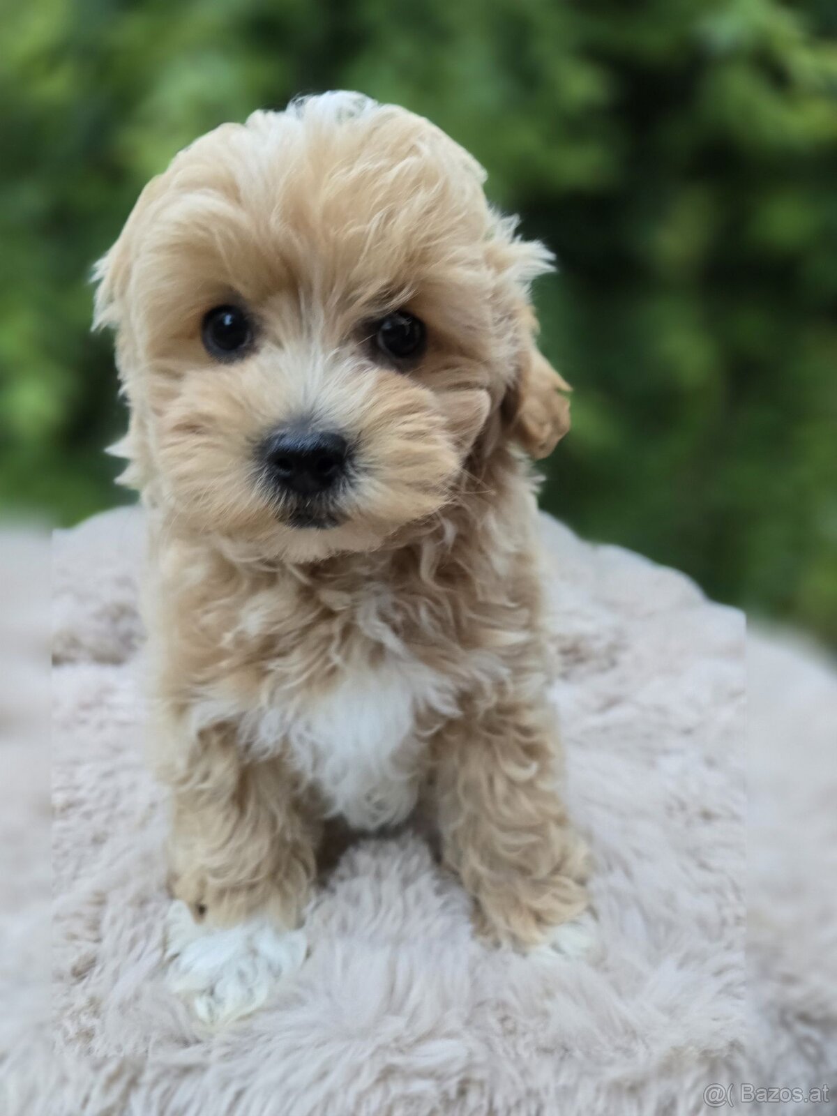 WhatsApp +4915510295604 Maltipoo Welpe verfügbar