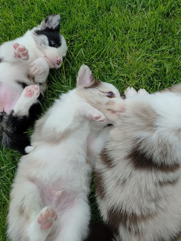 WhatsApp +4915510295604 Border Collie Rüde Seal Merle verfüg