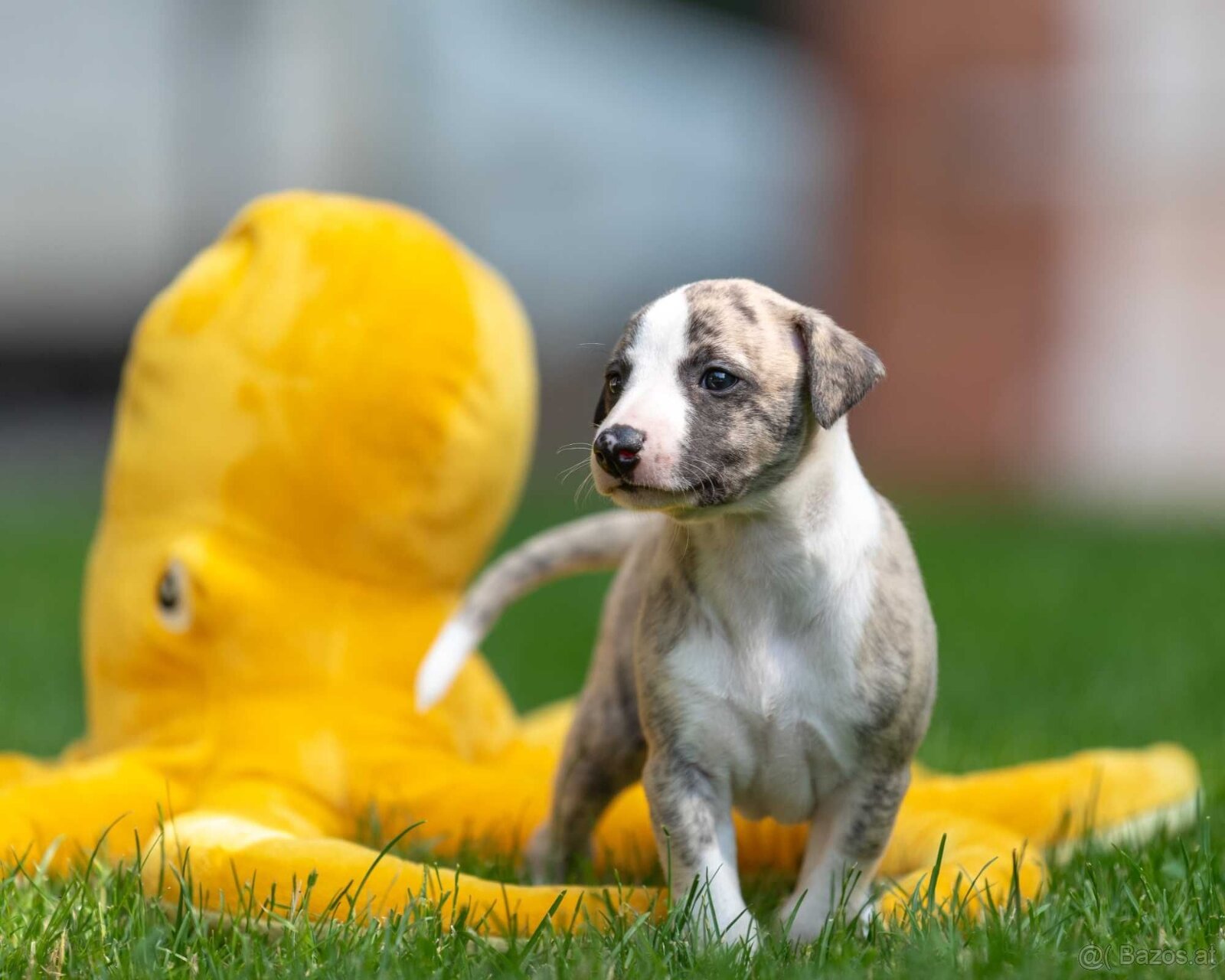 WhatsApp +4915510295604 Whippet Windhundwelpe verfügbar