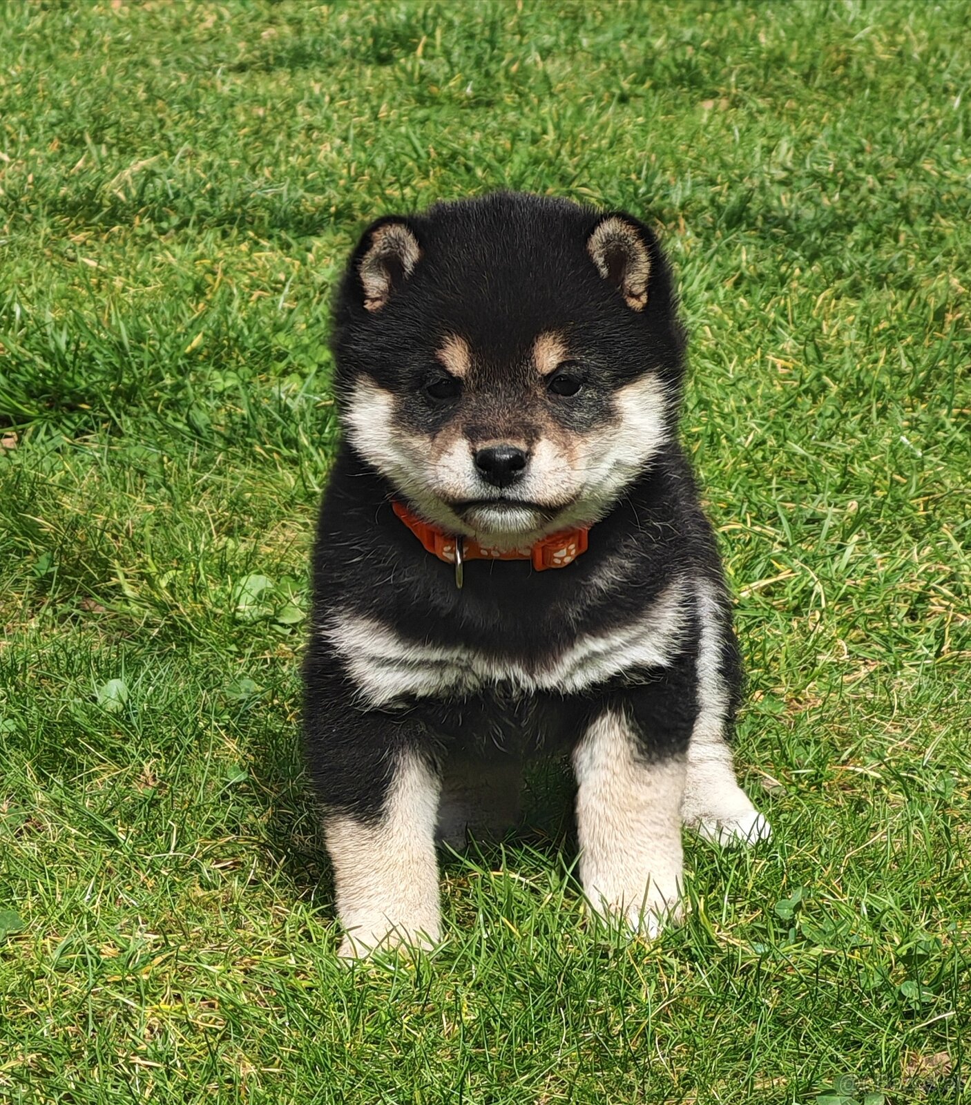 Shiba inu Welpen