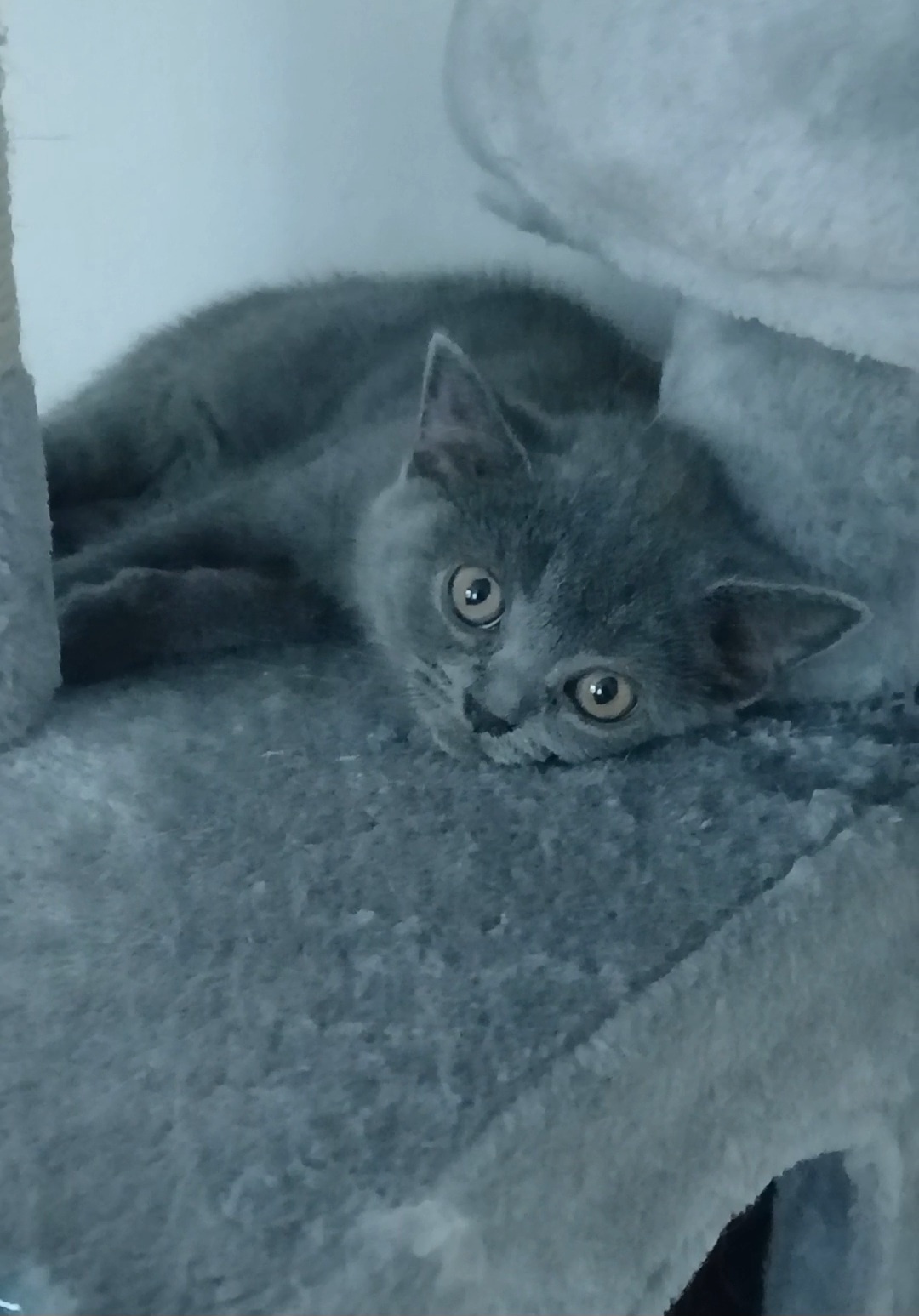 BKH kitten