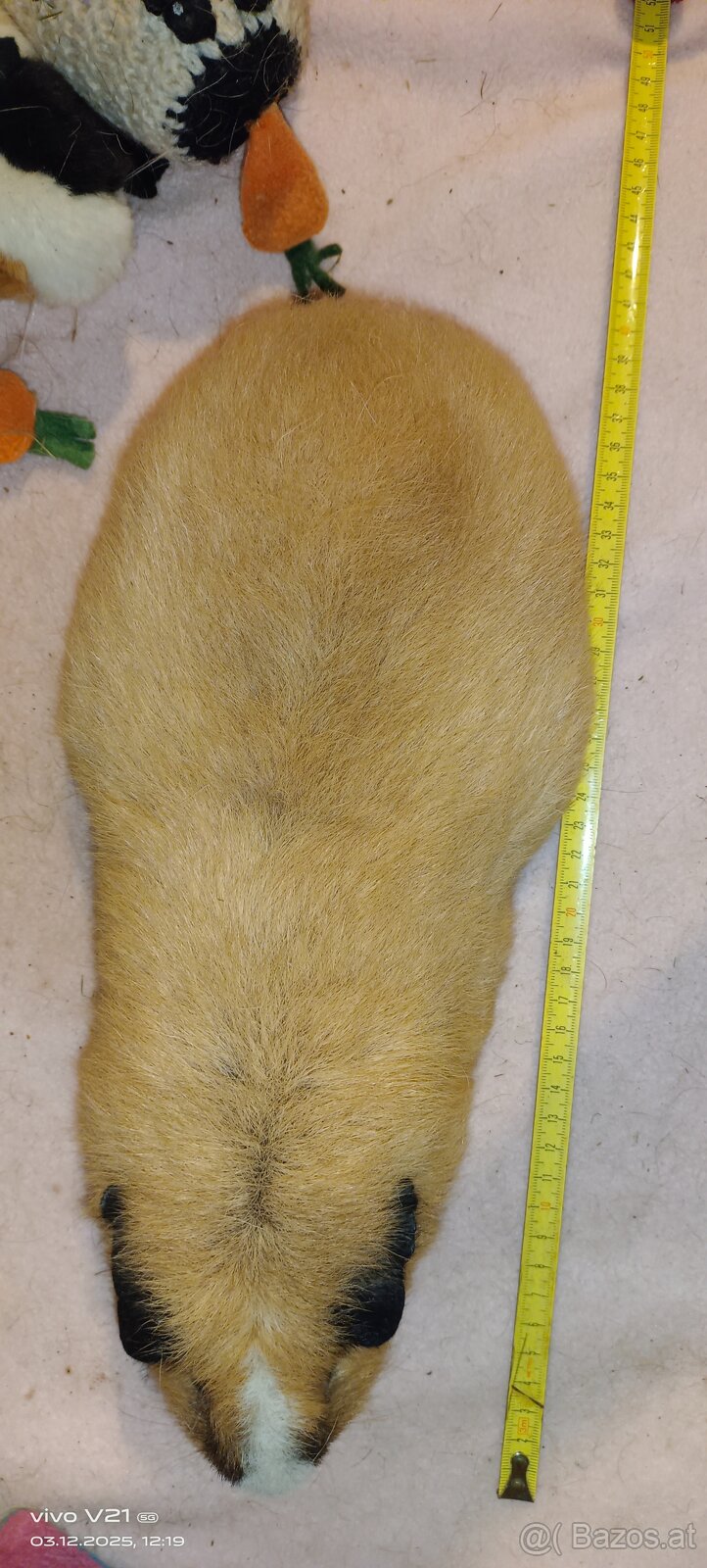 Cuy - Riesenmeerschweinchen