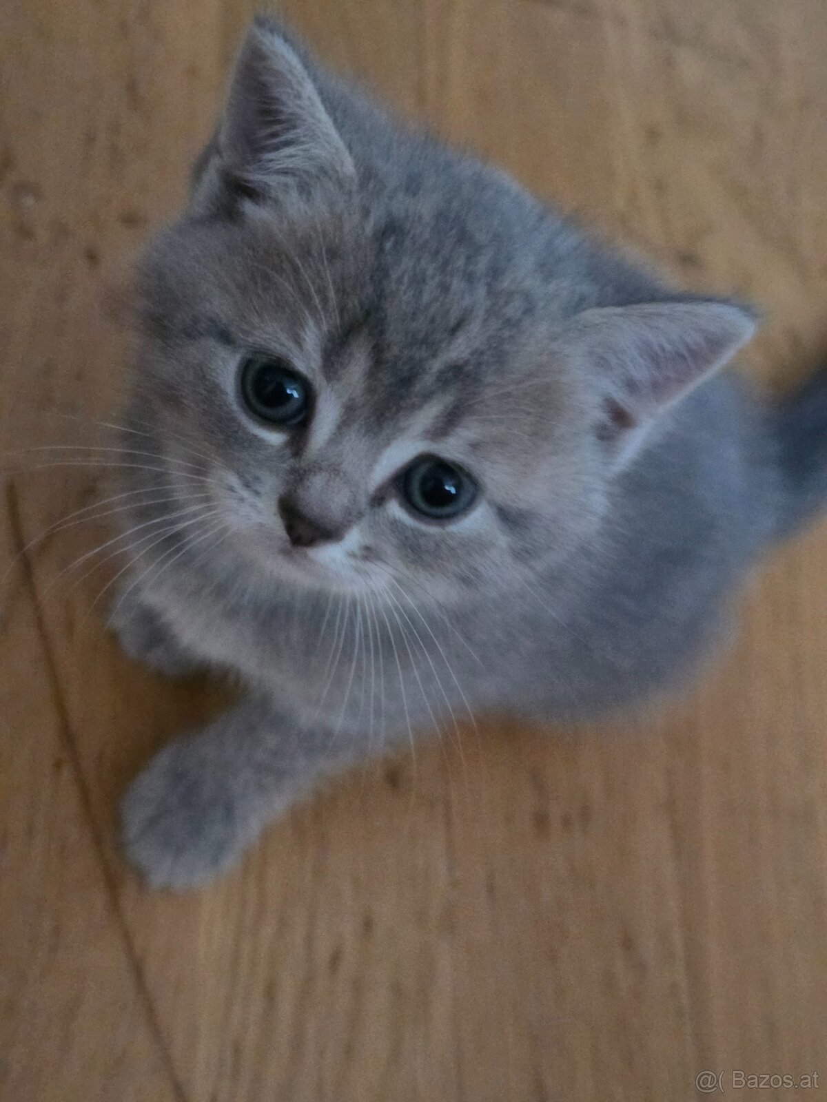 Bkh Kater sucht noch zuhause