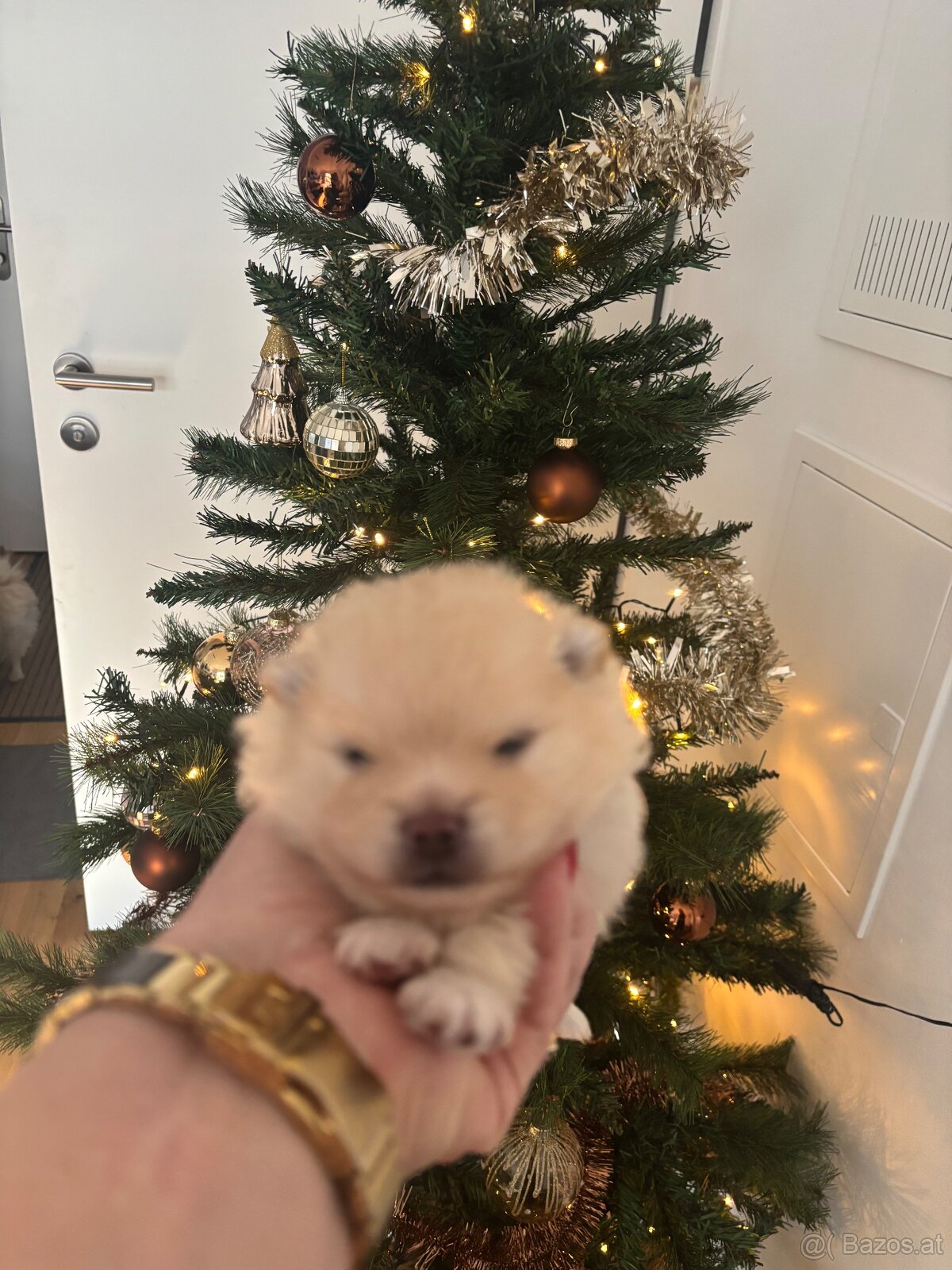 Pomeranian (Zwergspitz Welpen)