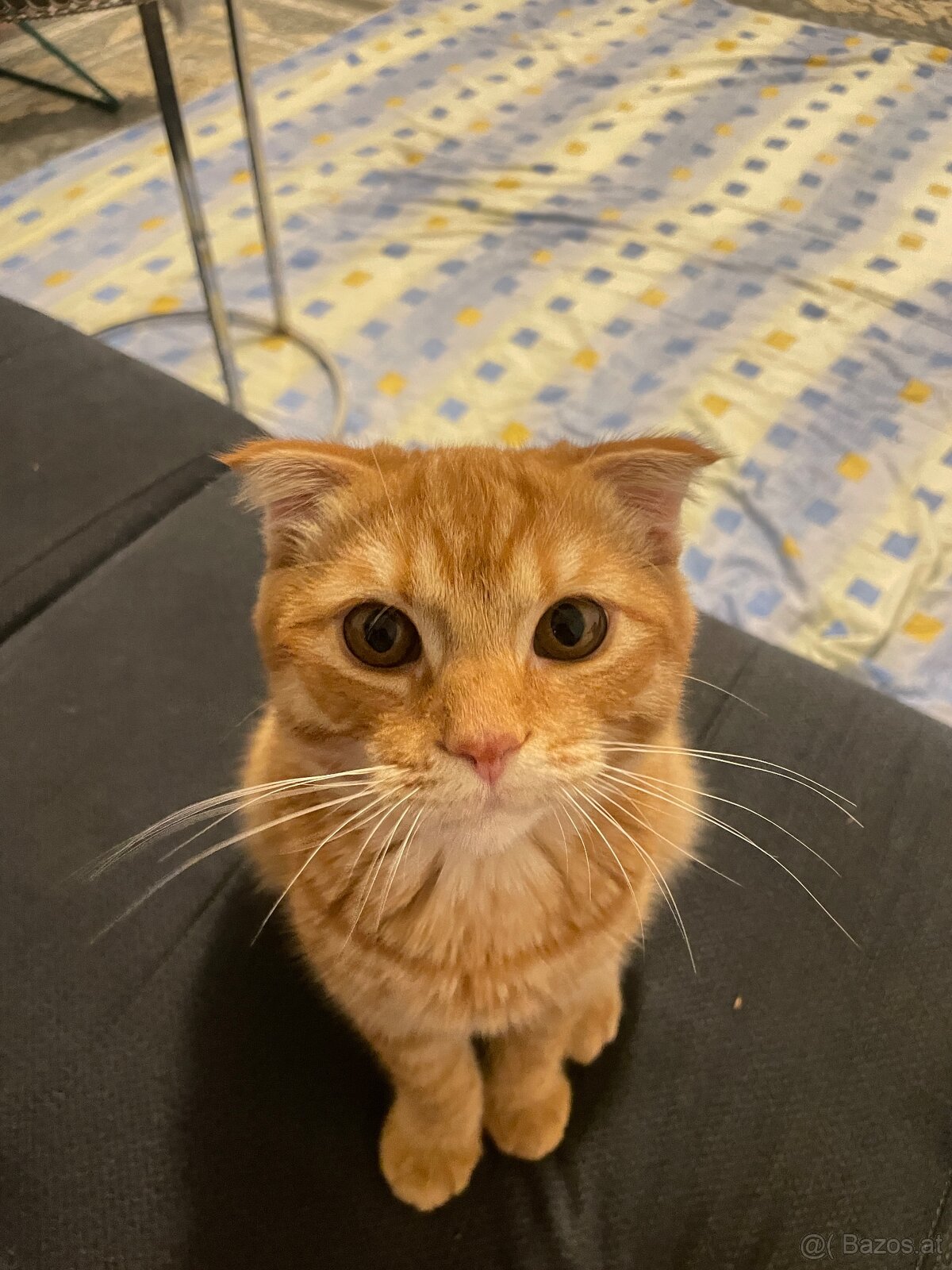 Scottish-Fold-Kätzchen zu verkaufen