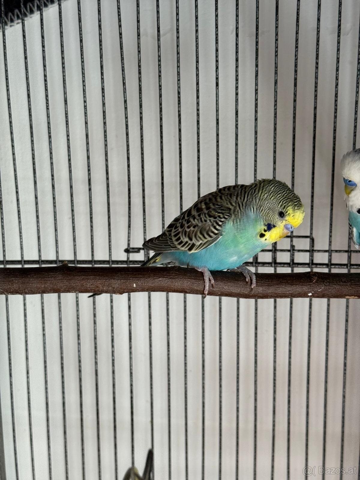 Wellensittich