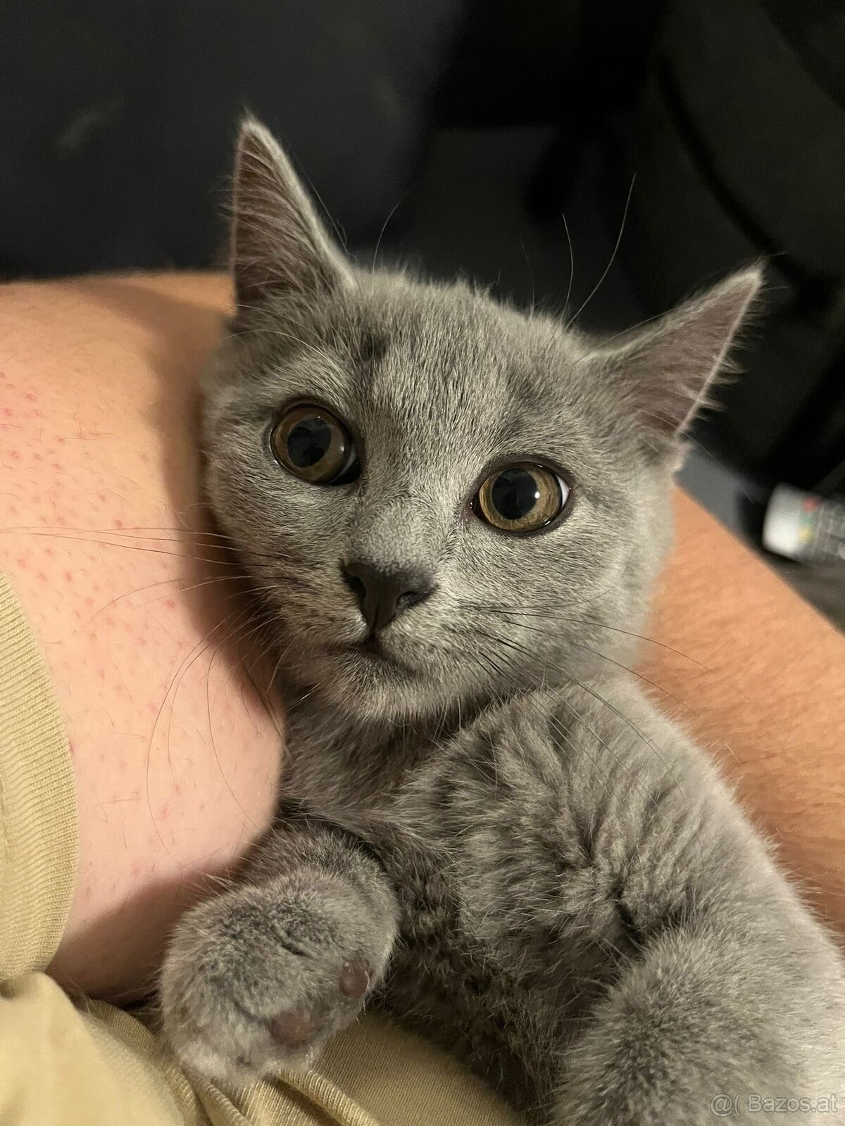 BKH katzen 2 Männchen und 2 Weibchen