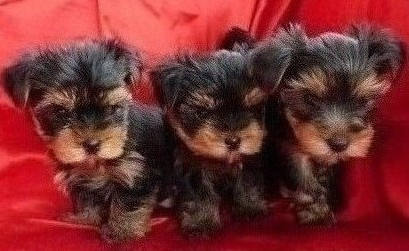 Yorkshire Terrier