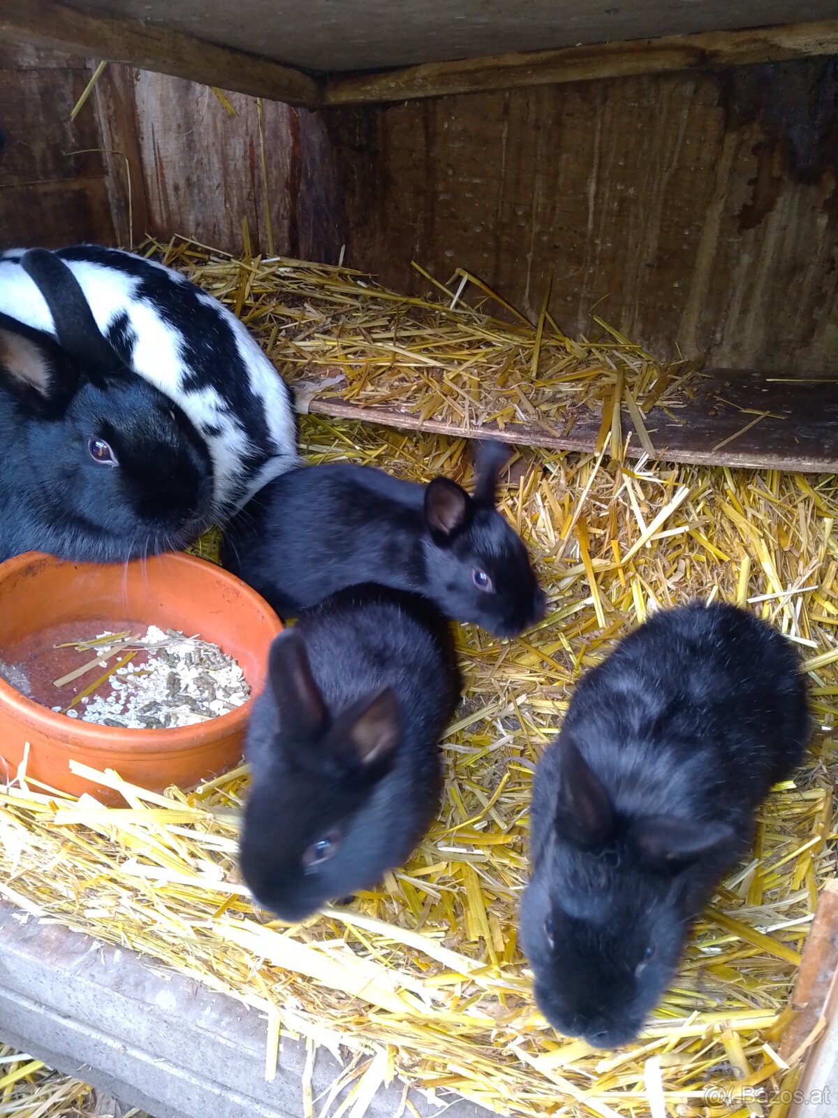 Zwergschecken Kaninchen schwarz 8wöchig