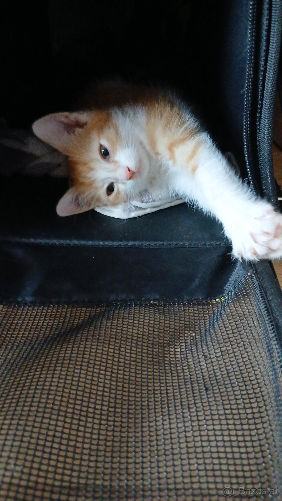Baby Katze, Kater
