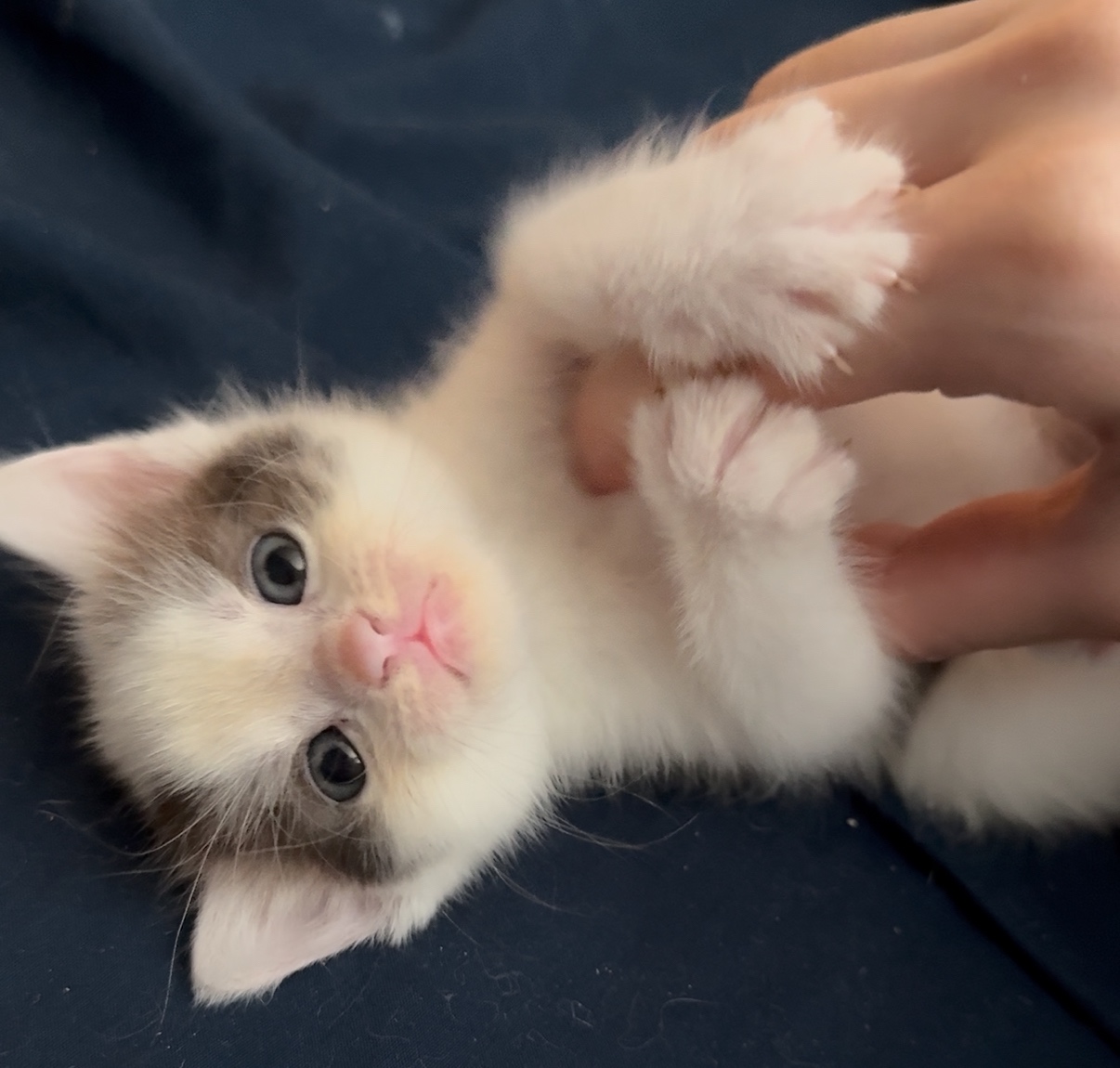 Katzenbabies suchen liebesvolles zuhause