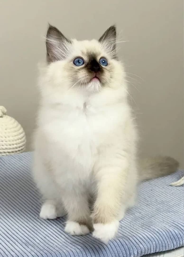 Wunderschöne Ragdoll- und Maine-Coon-Kätzchen abzugeben