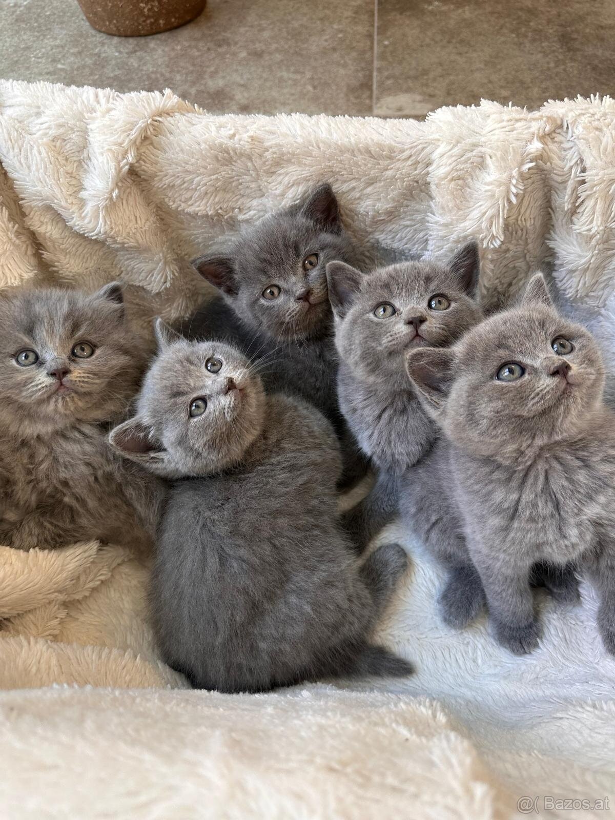 BKH Kitten ab sofort abzugeben