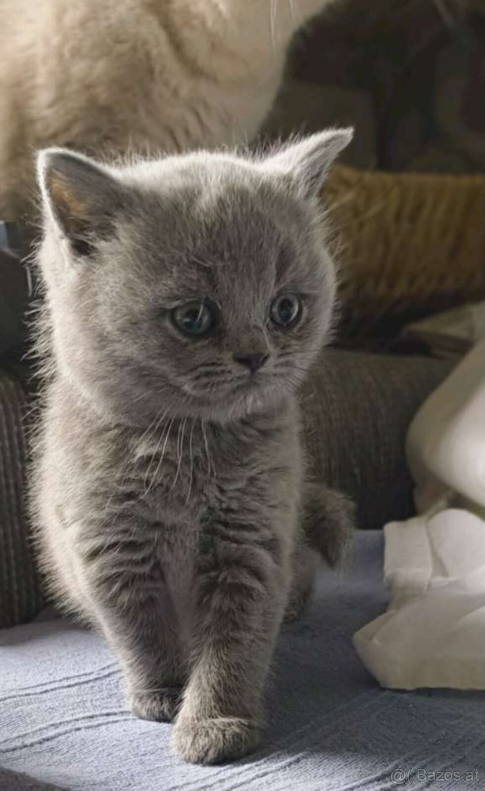 Bkh Kitten