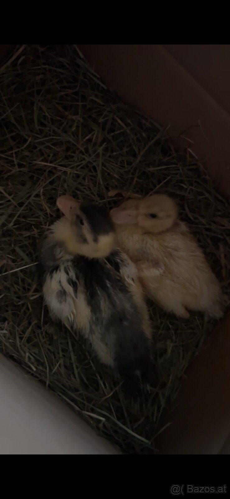 zwerg Enten küken