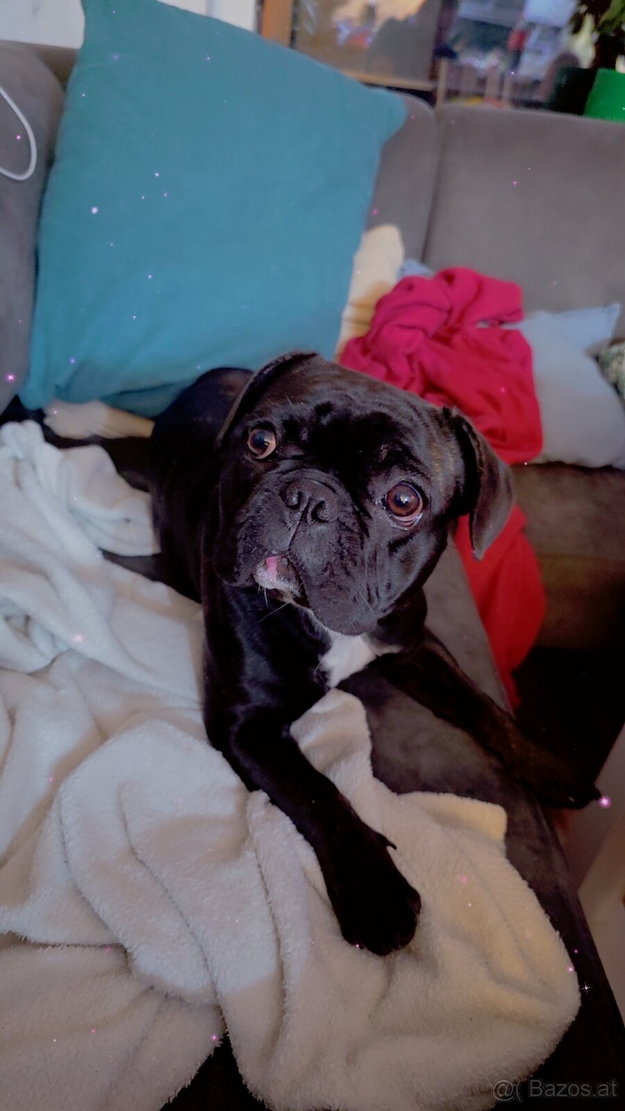 Französische Bulldogge