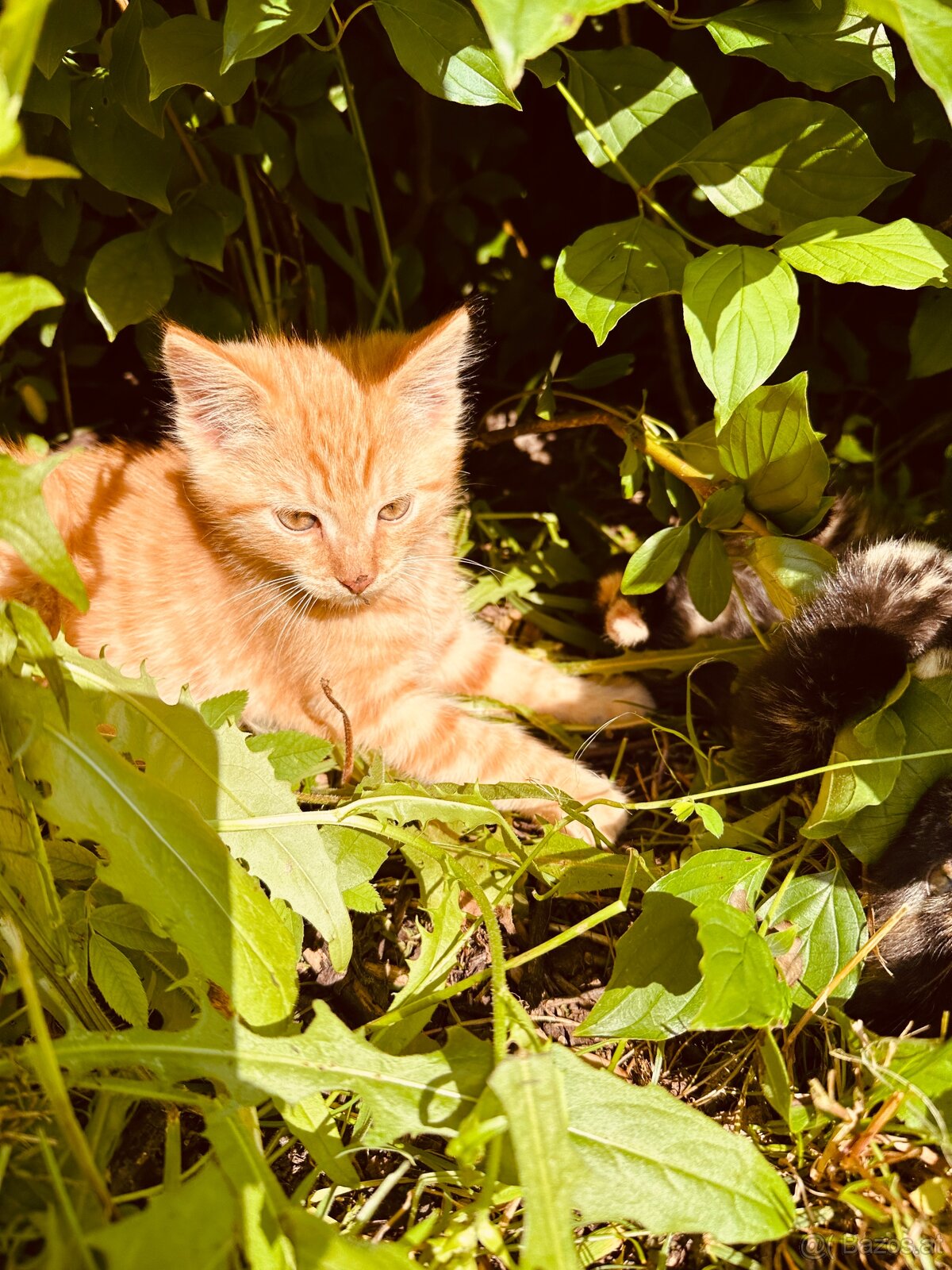 Katze