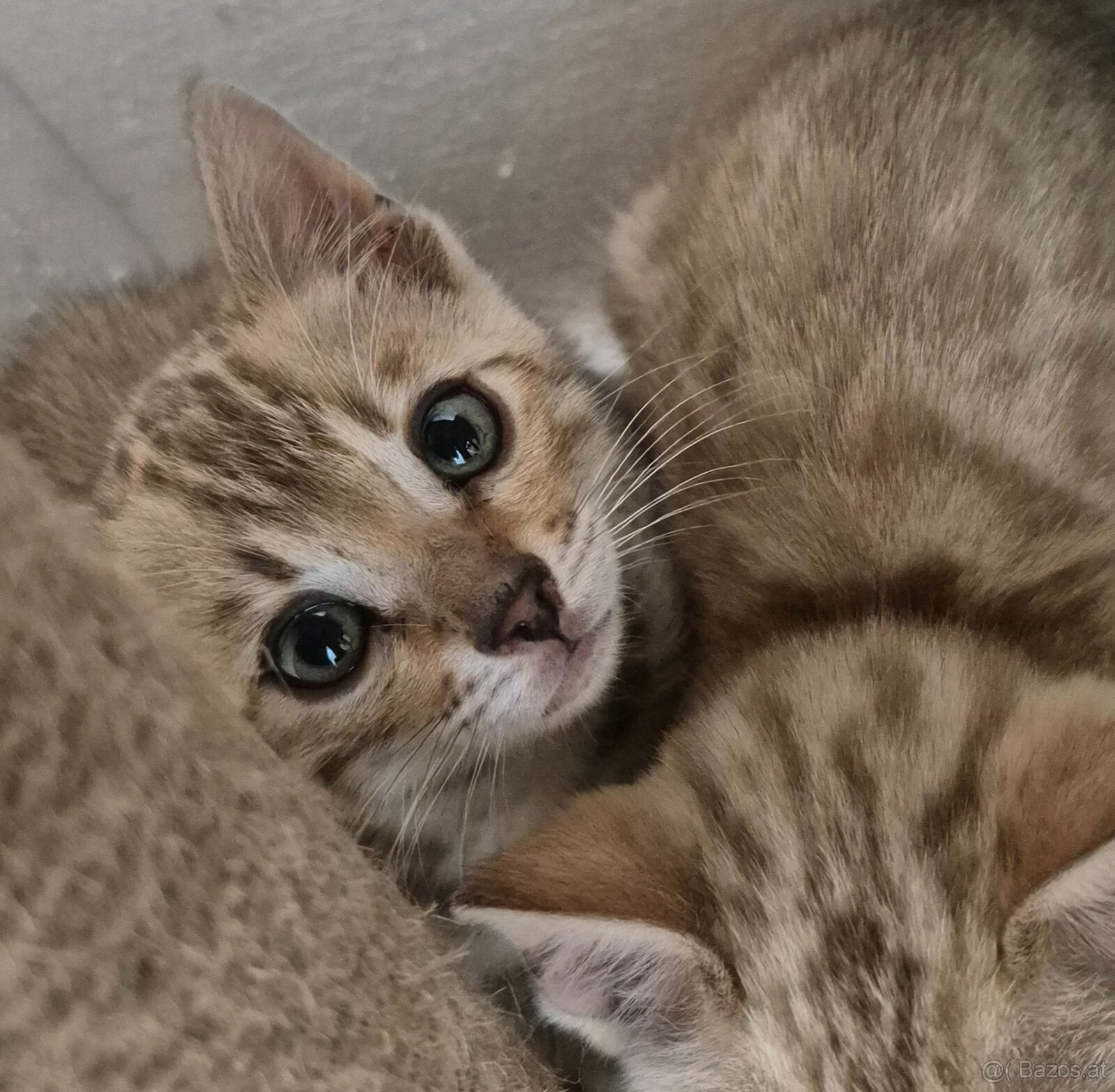 Bengalkitten , katzen mit Stammbaum