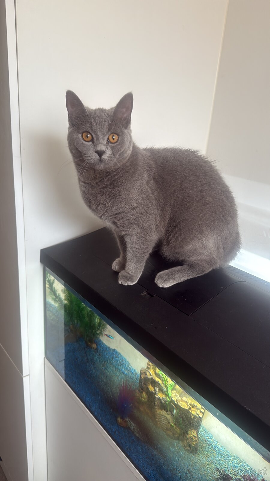 Katze