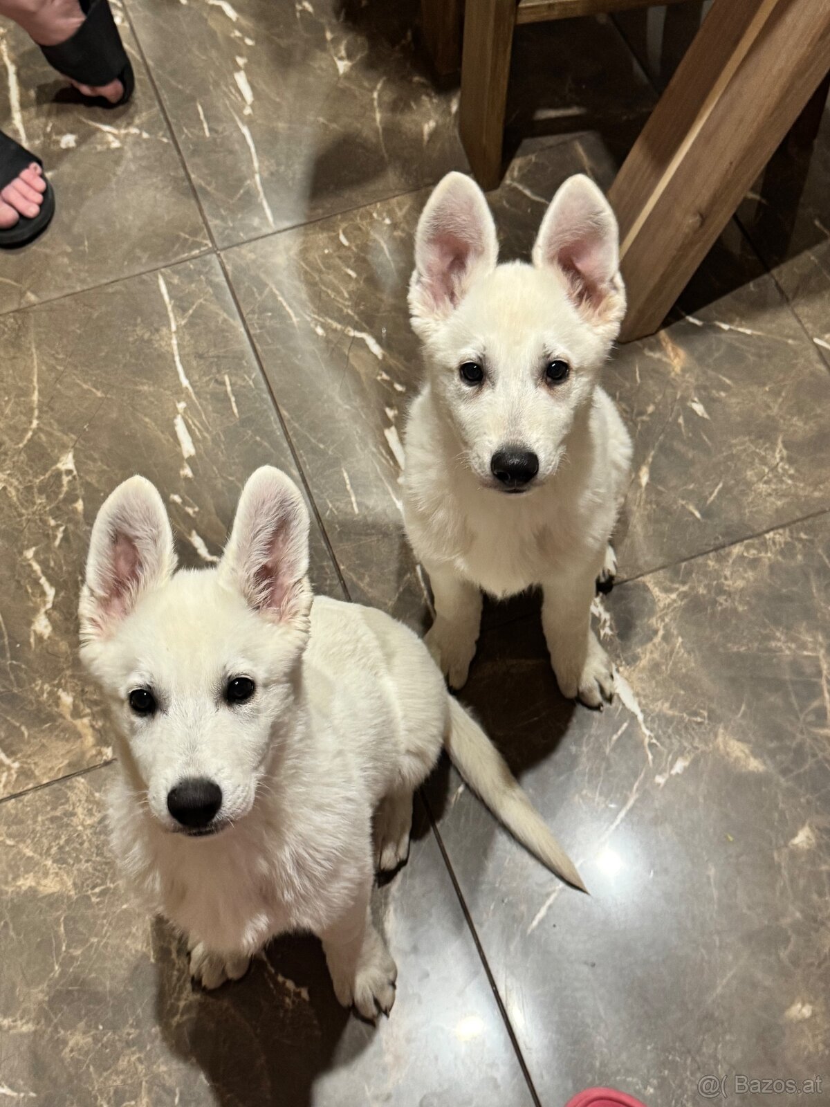 Weißer Schweizer Schäferhund