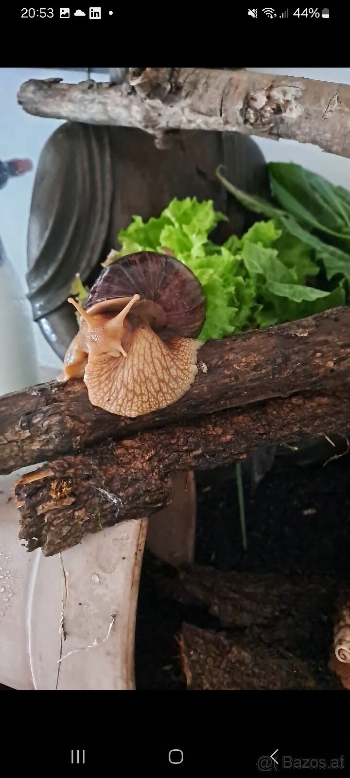 Achatschnecken