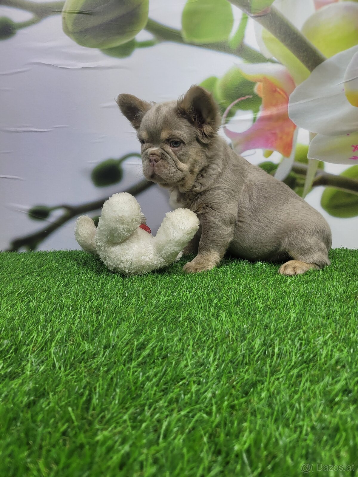 Französische Bulldogge