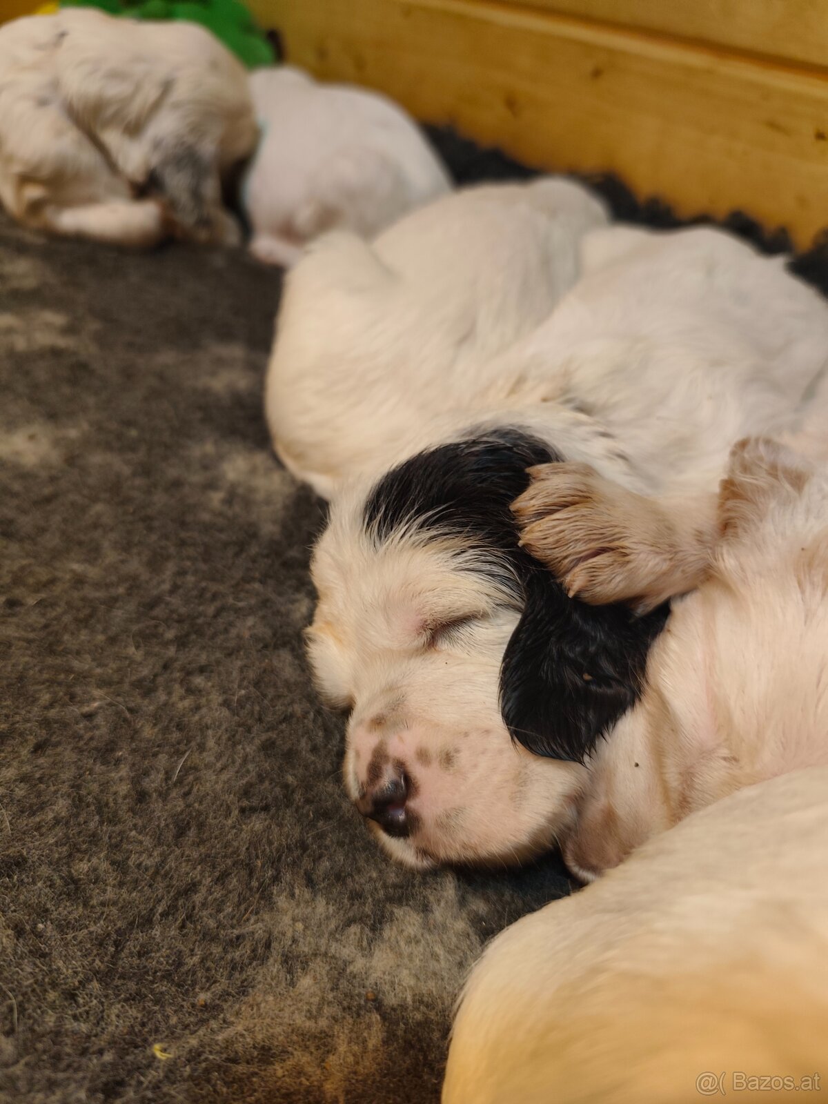 Englische Setter