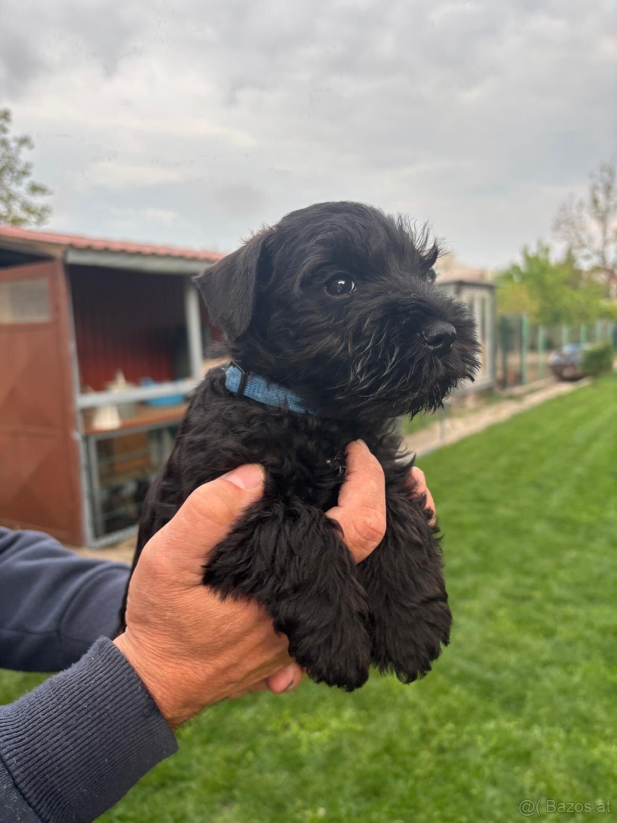 Zwergschnauzer schwarz