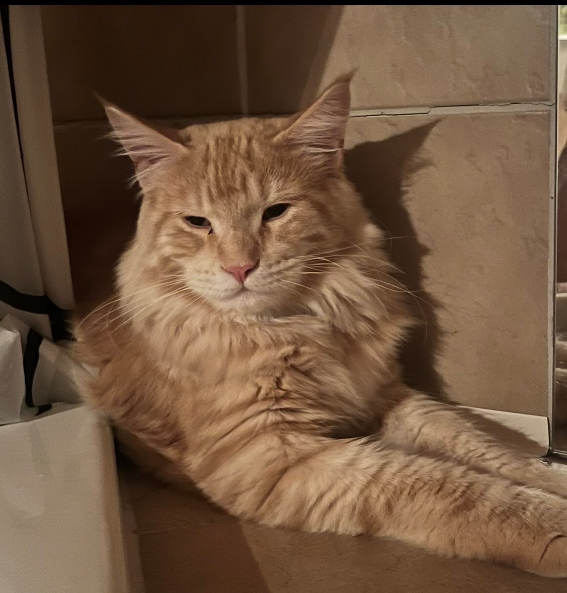 Kater