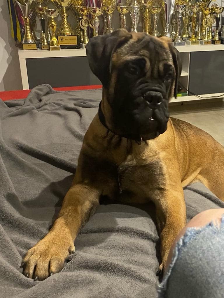 Bullmastiff welpe
