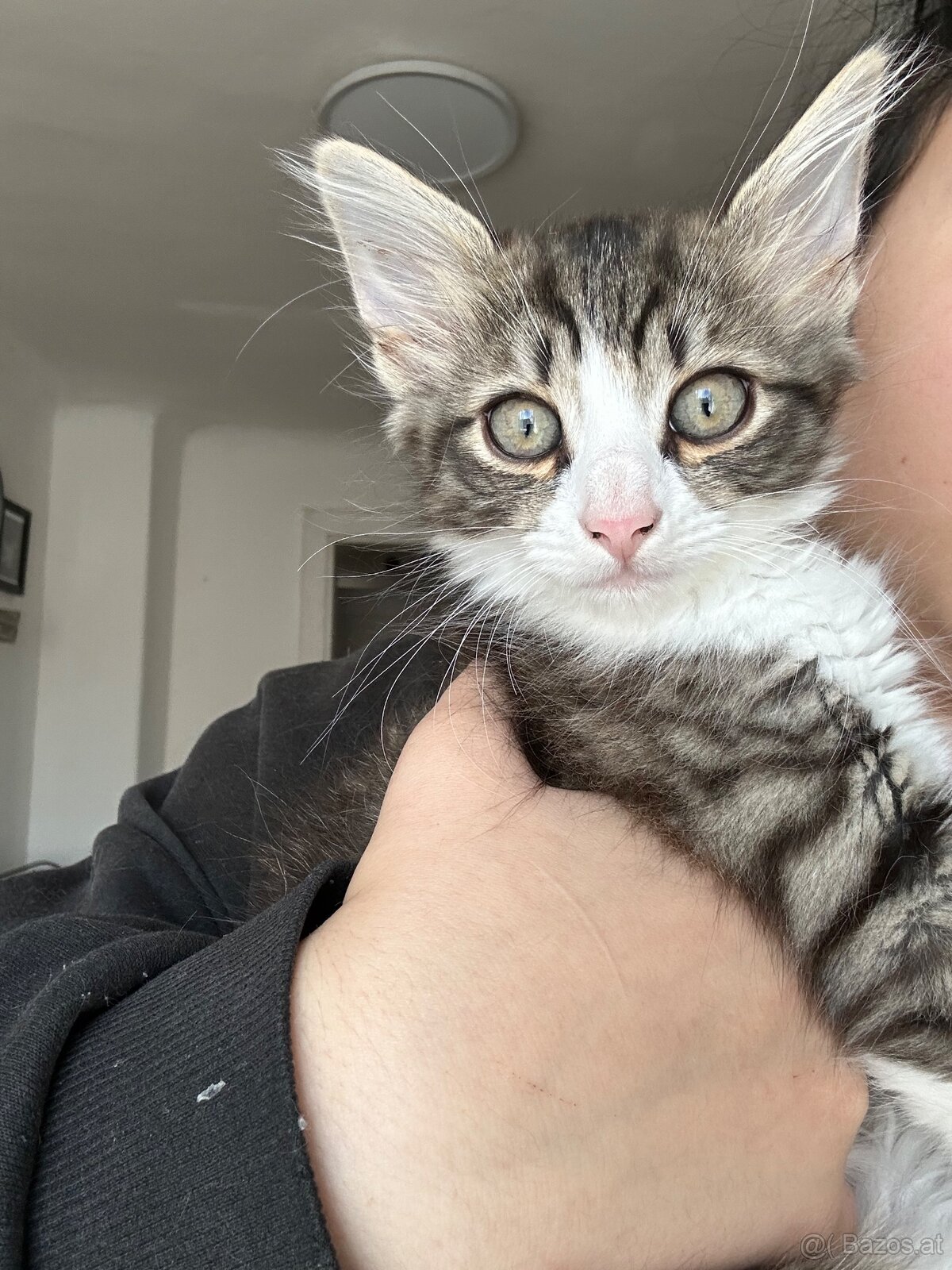 🐾 Zwei Katzenmädchen suchen ein liebevolles Zuhause