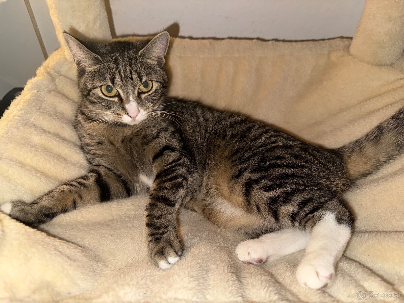 Katze zu Verschenken