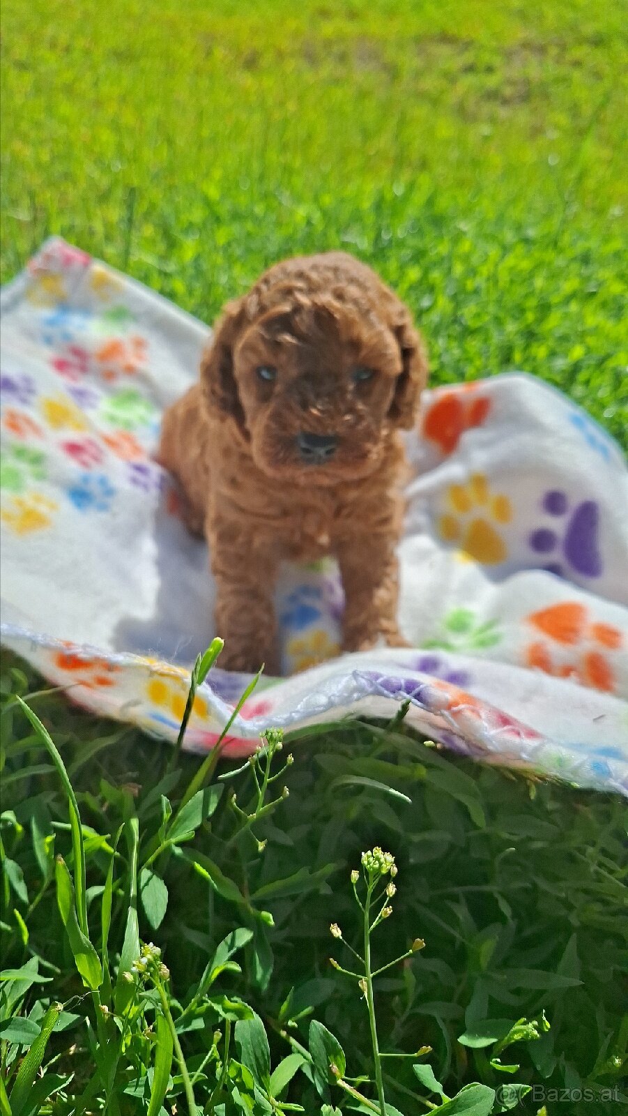 Poodle