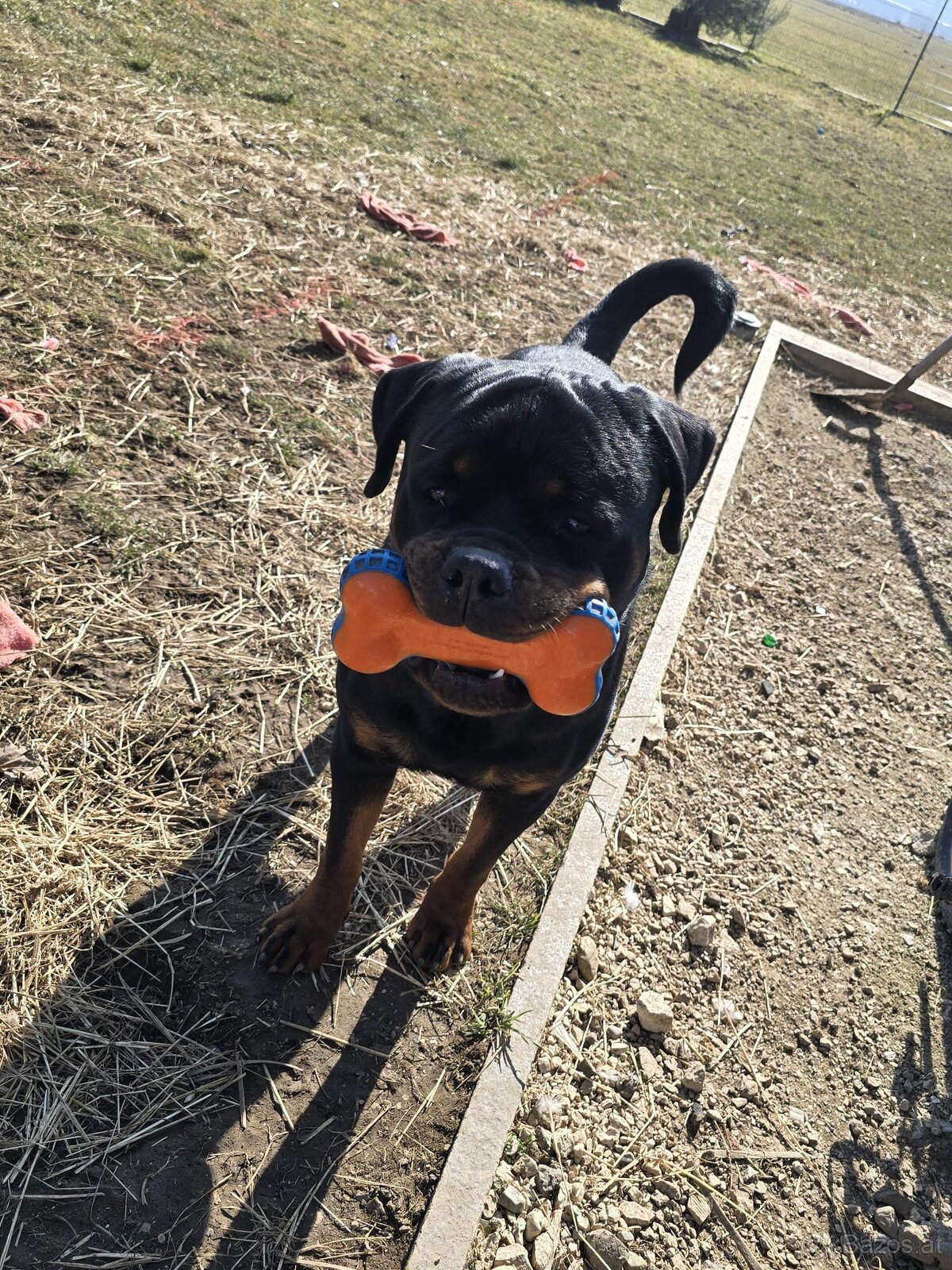 Dexter Rotweiler Zum Abgeben