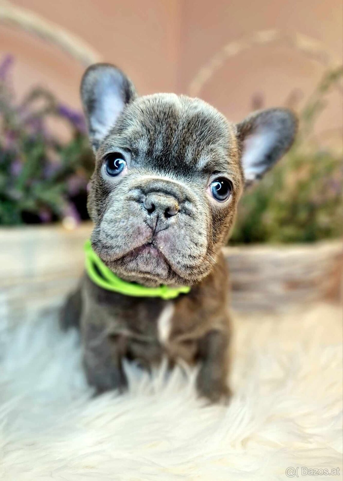 WhatsApp +4915510295604 Französische Bulldogge Welpe verfügb