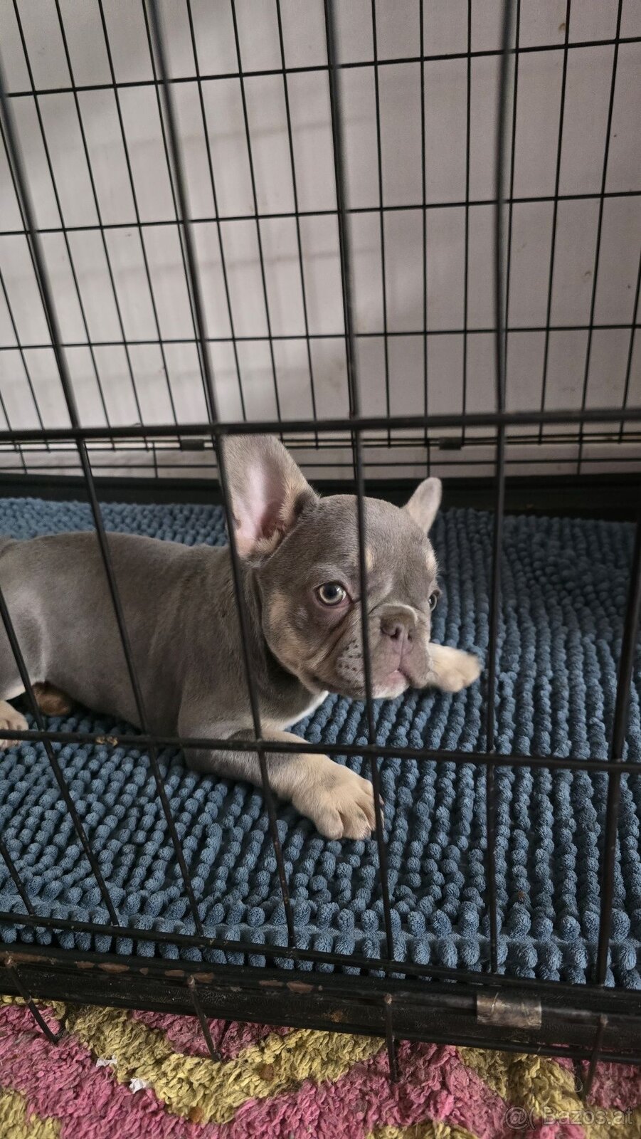 WhatsApp +4915510295604 Französische Bulldogge Welpe weiblic