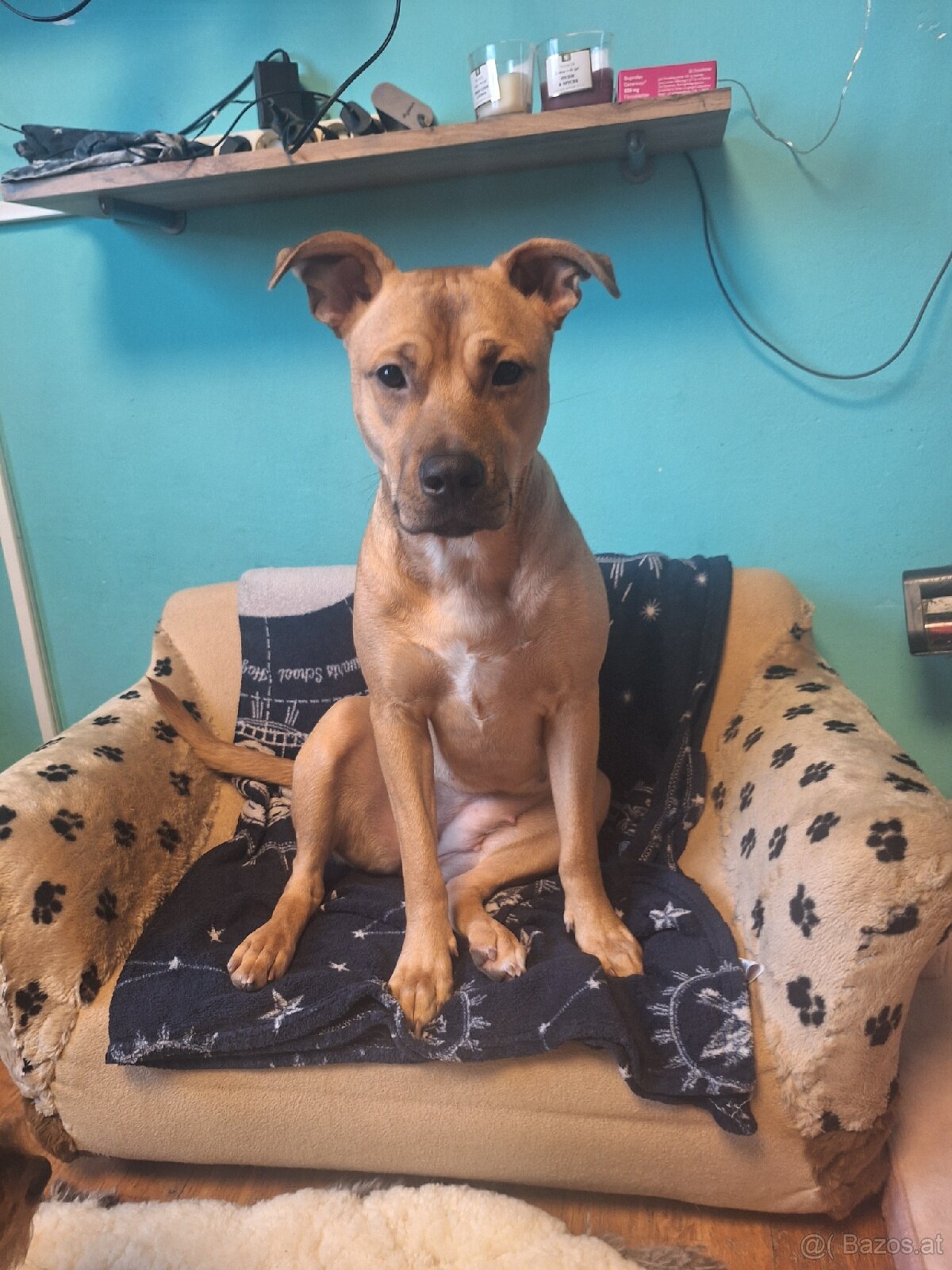 Sisu sucht ein neues zuhause