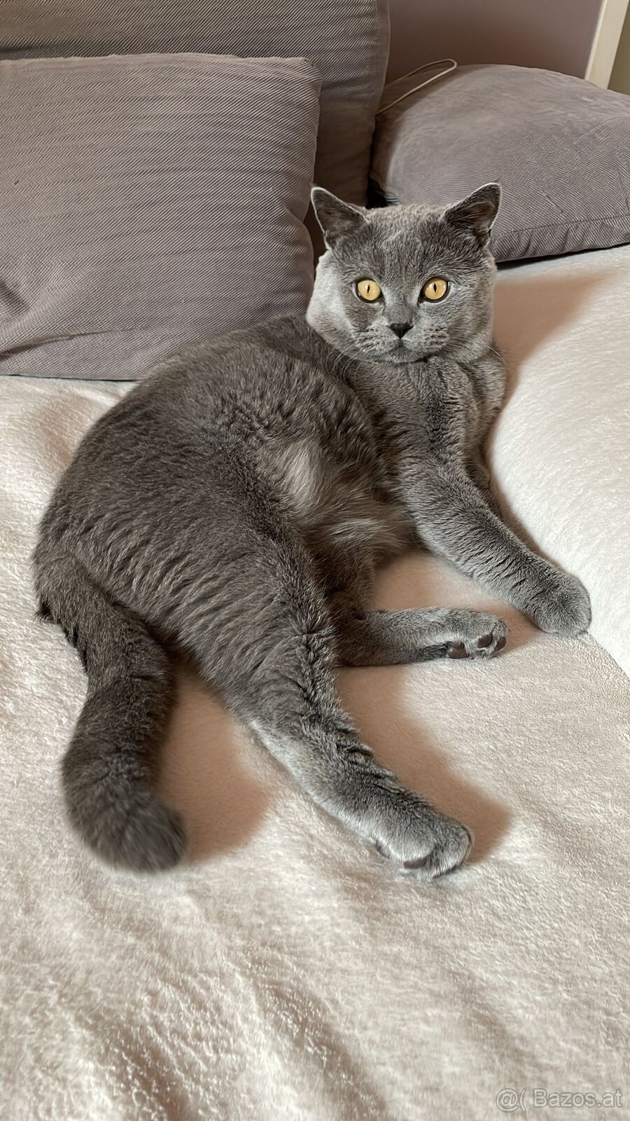 Britische Kurzhaar Katze (Kater)