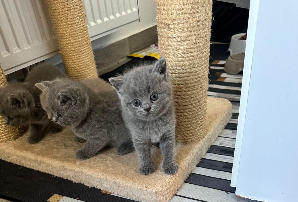Original Britische Katzen