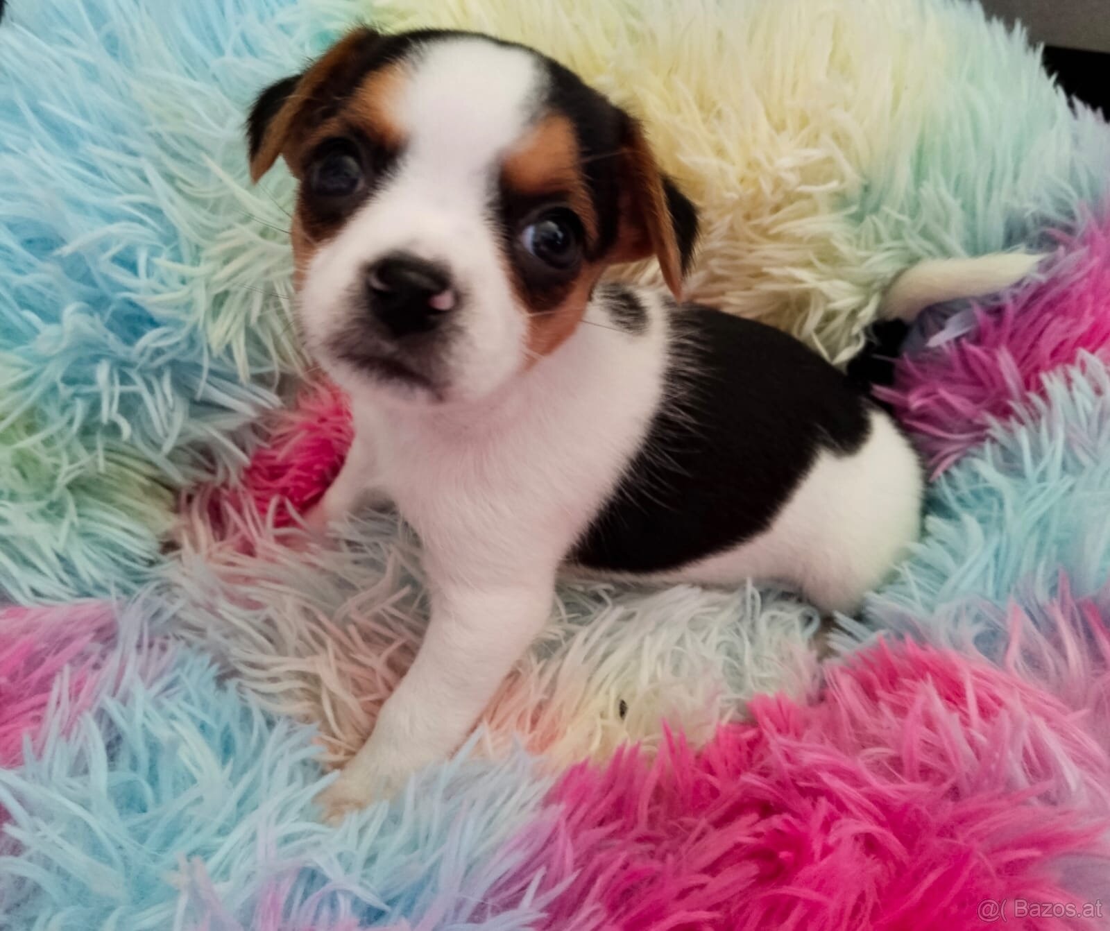 Beawer yorky Chihuahua Mix Welpen