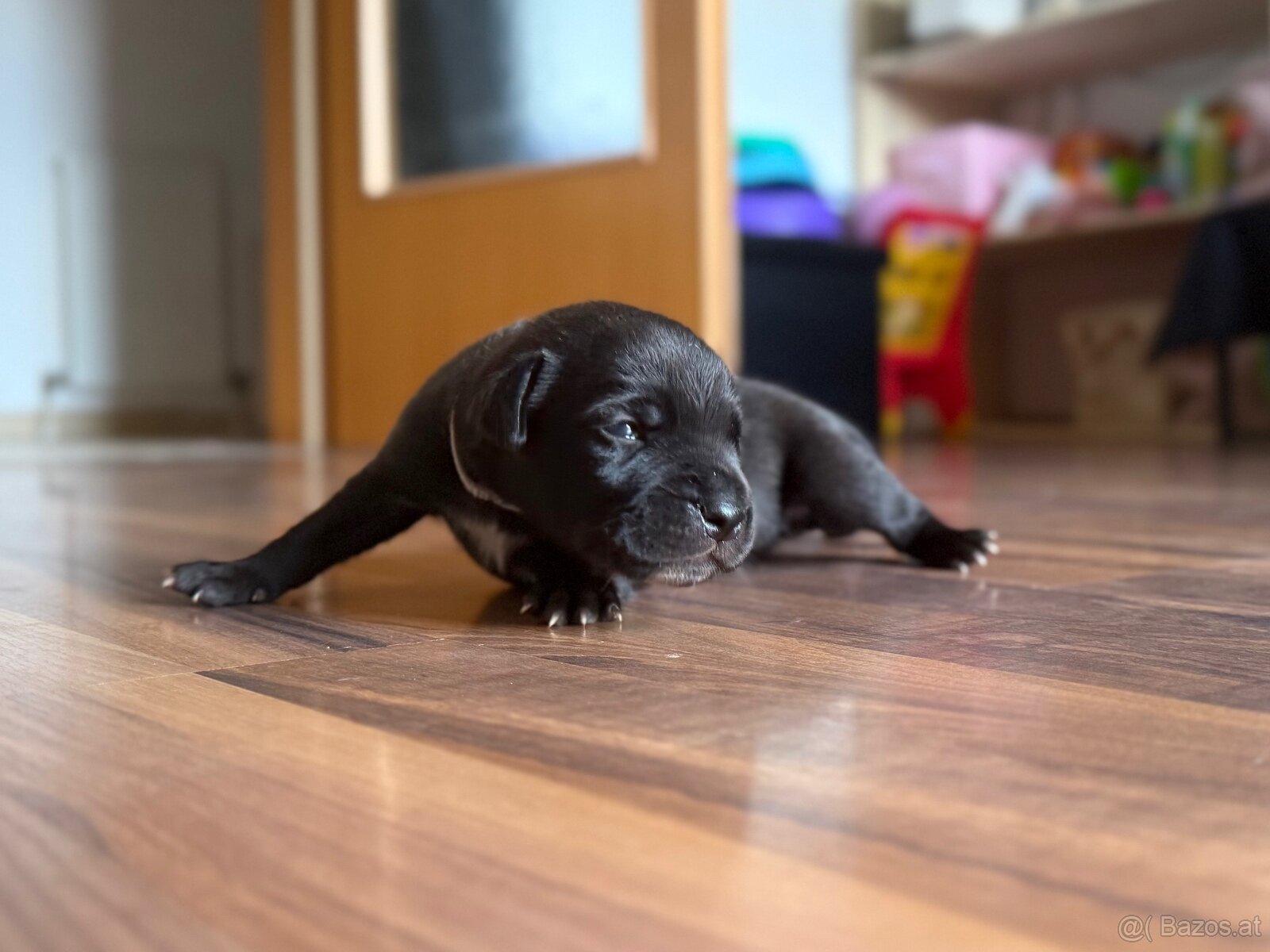 Cane Corso x Malinois Welpen