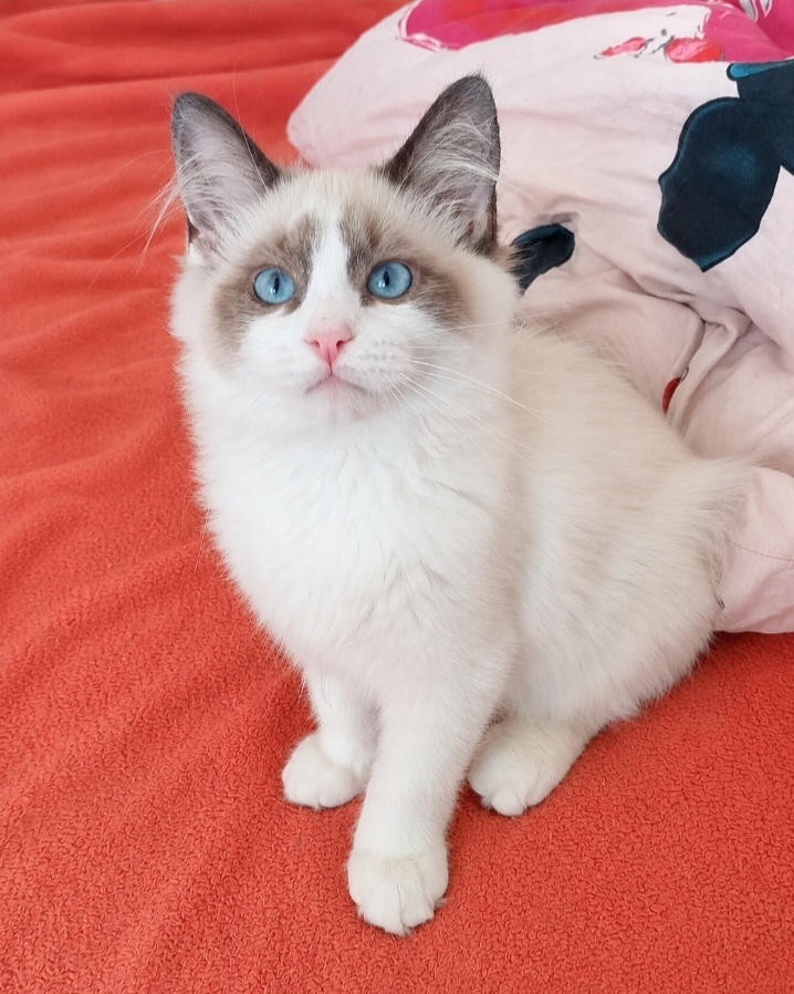 Neva masquerade kater