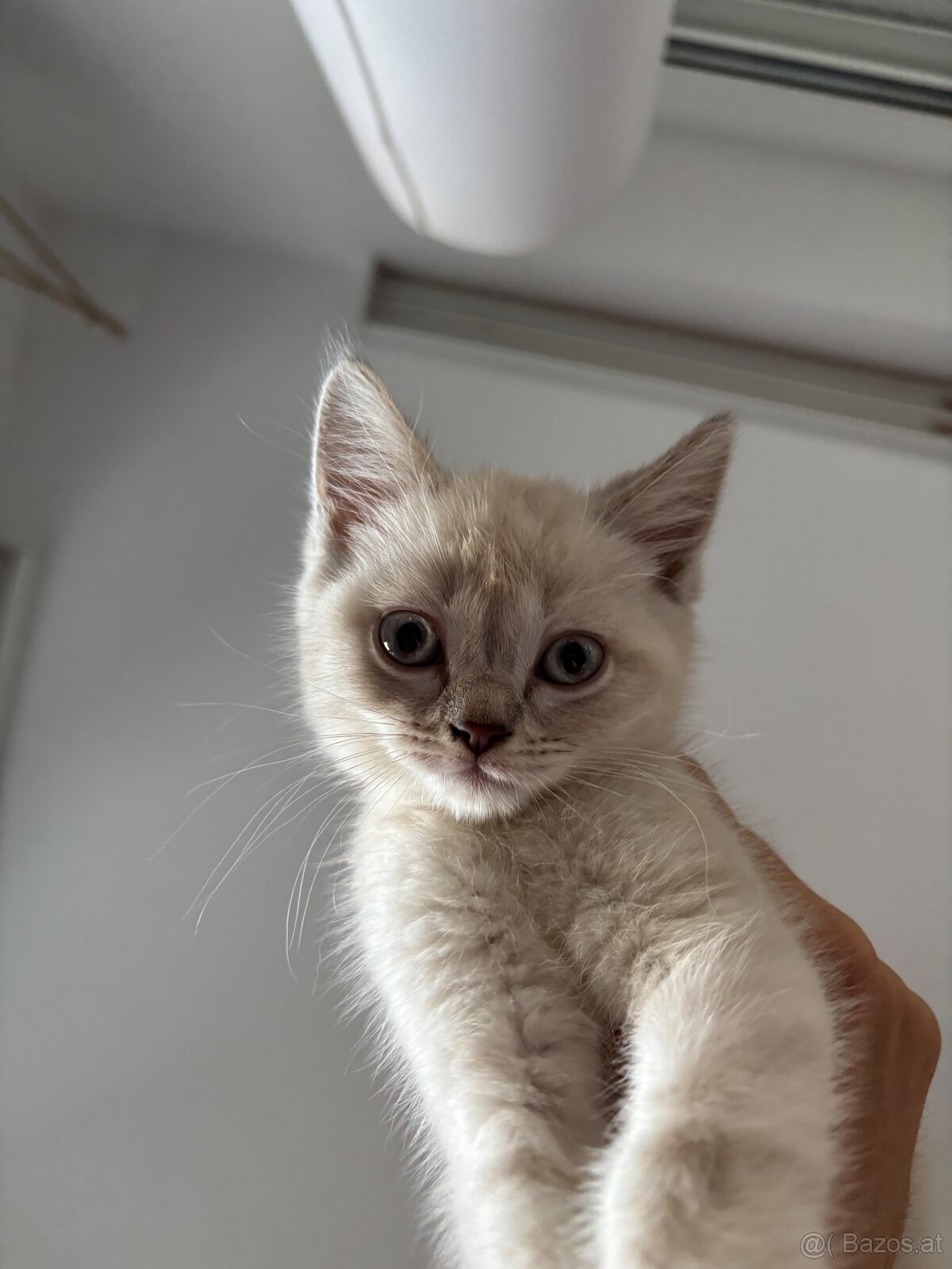 Wunderschönes weißes BKH Kitten