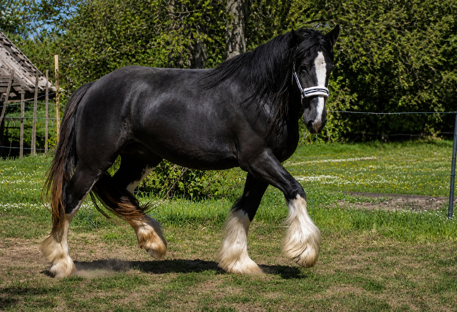 Shire horse stute