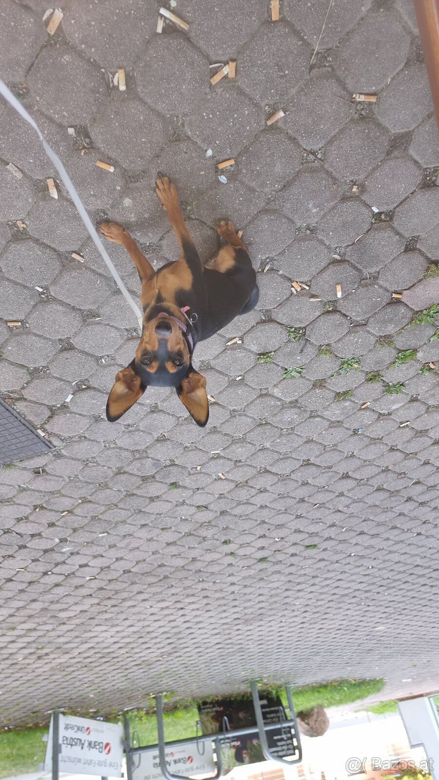 Zwergpinscher