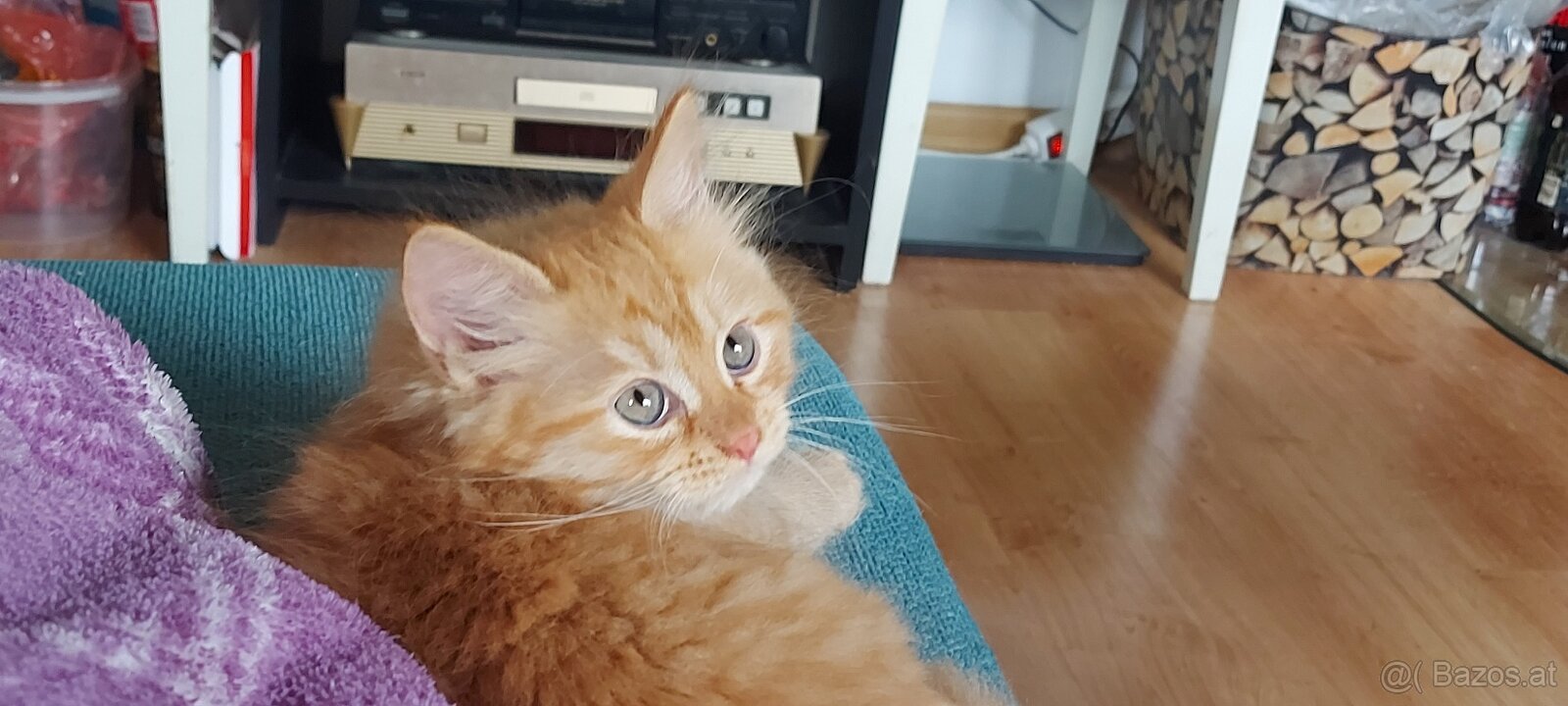 Sibirische Katze – Kater mit Stammbaum (PP)
