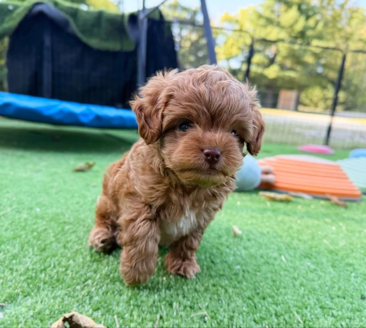 F1b Cavapoo-Welpen (Milo & Teddy) adoptiert