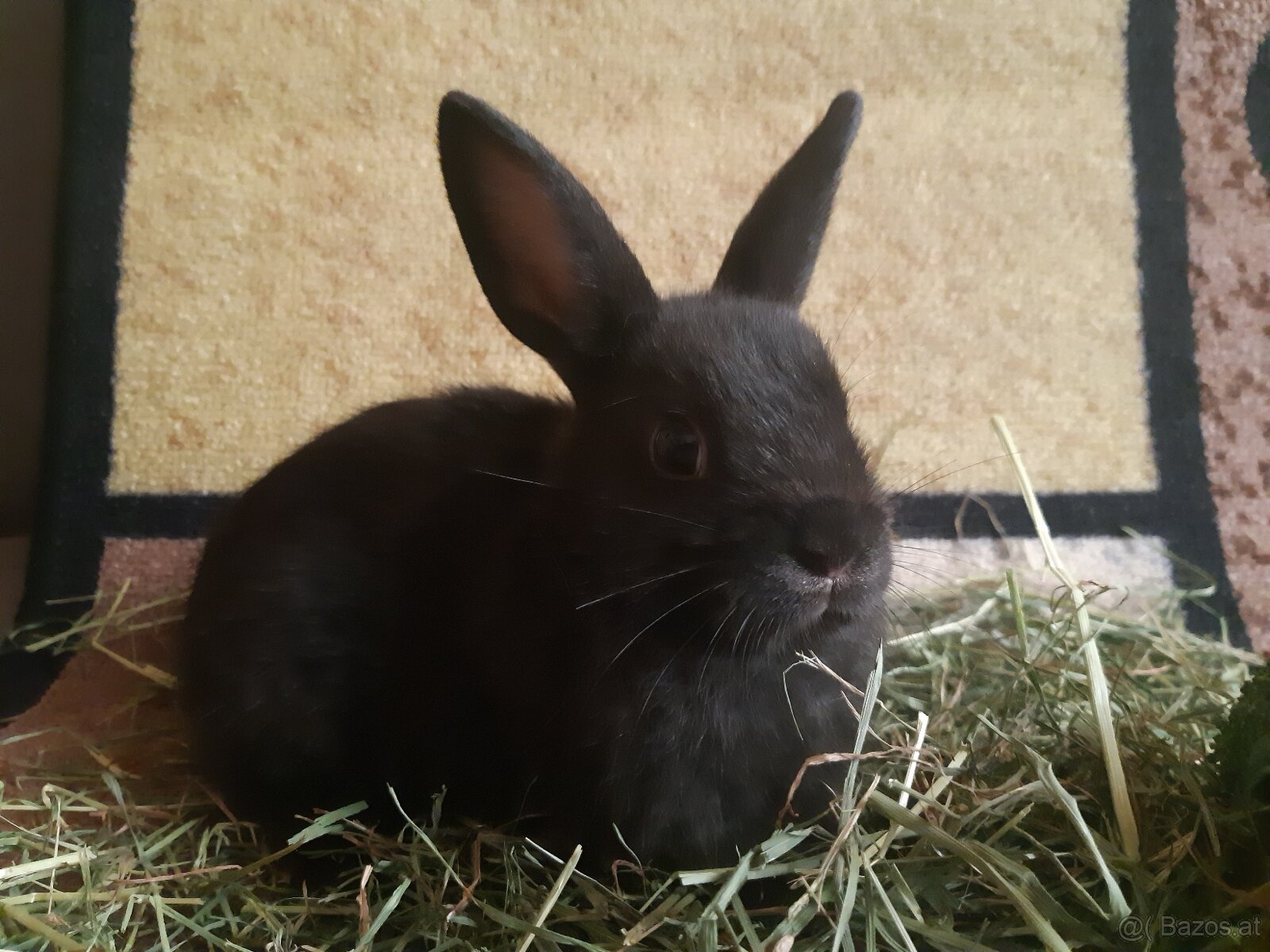 Zwergkaninchen Babys zu vergeben
