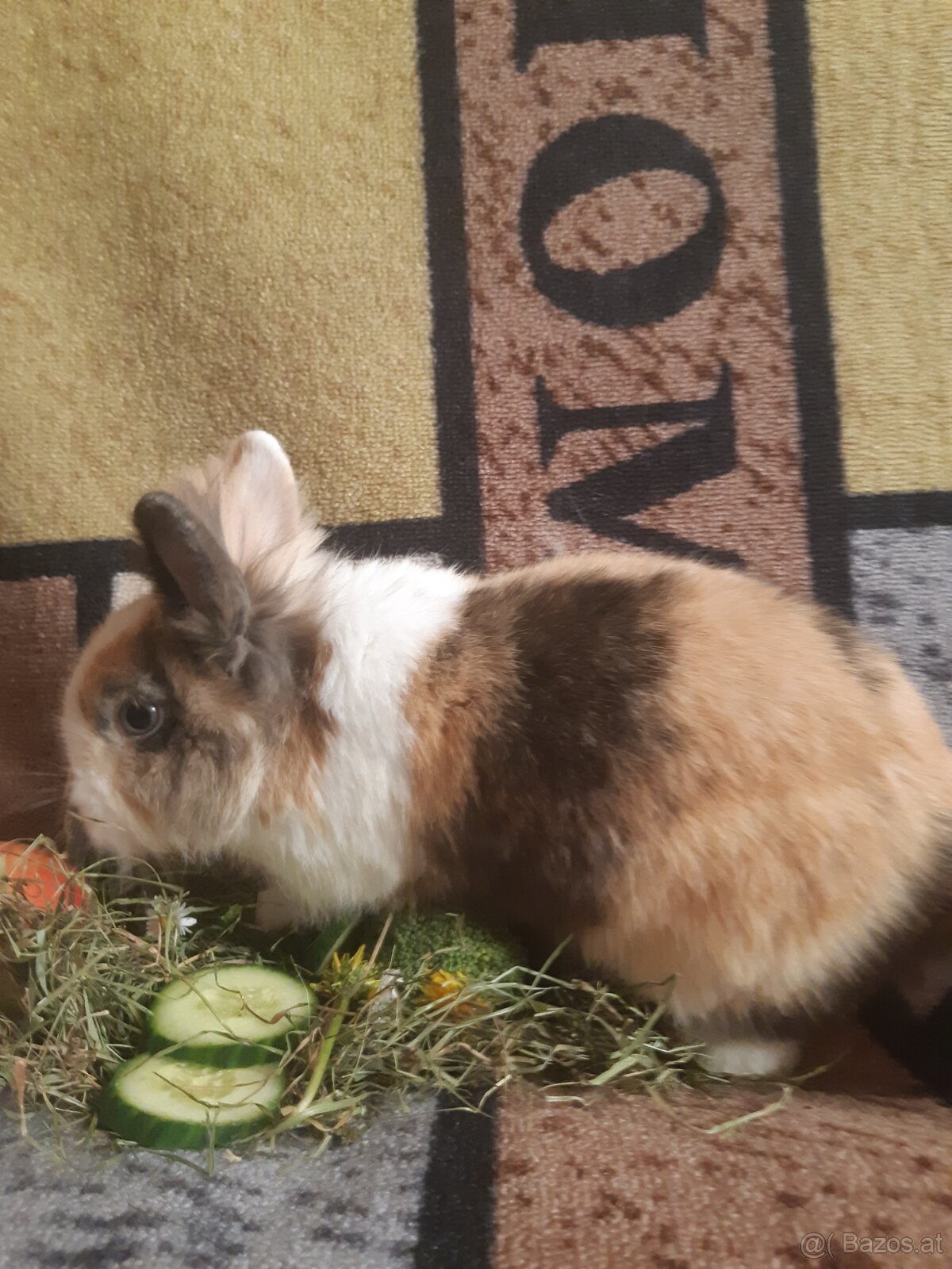 Zwergkaninchen Löwenkopf Bub zu vergeben