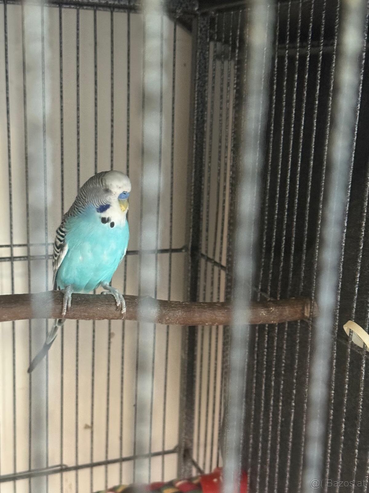 Wellensittich Männchen